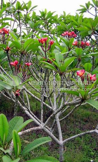 Plumeria rubra hybrid